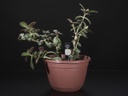 Adafruit Chirp Plant Watering Alarm (ADA-1965), photo 3